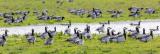 Barnacle Goose