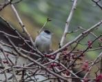 Blackcap