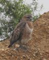 Buzzard