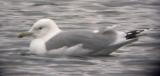 Caspian Gull