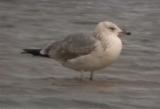 Caspian Gull