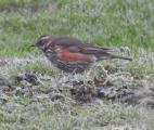 Redwing