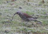Fieldfare