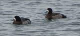 Greater Scaup
