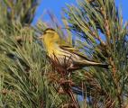 Siskin
