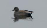 Gadwall