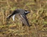 White / Pied Wagtail