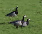 Barnacle Goose