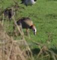 Egyptian Goose