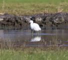 Little Egret