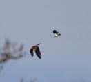 Lapwing