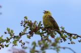 Yellowhammer