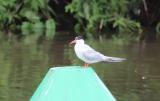 Arctic Tern
