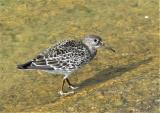 Purple Sandpiper