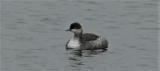Black-necked Grebe