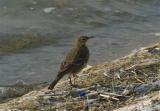 Rock Pipit