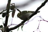 Pallas's Leaf Warbler
