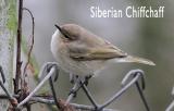 Chiffchaff