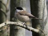 Marsh Tit