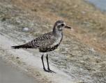 Grey Plover