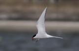 Arctic Tern
