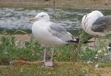 Caspian Gull