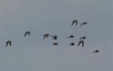 Grey Plover