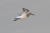 Curlew Sandpiper