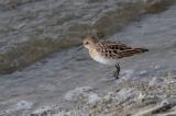 Little Stint