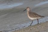 Curlew Sandpiper