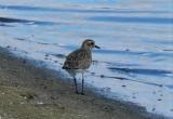 Grey Plover
