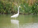 Great Egret