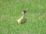Green Woodpecker