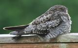 Common Nighthawk
