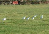 Cattle Egret