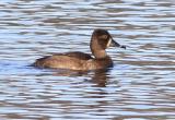 Ring-necked Duck