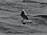Little Gull