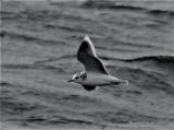 Little Gull