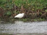 Little Egret