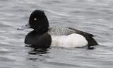 Lesser Scaup