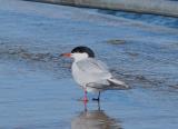 Common Tern