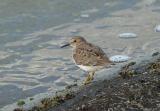 Temminck's Stint