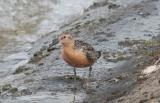 Red Knot