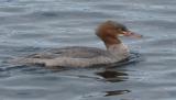 Goosander