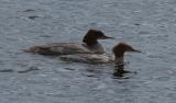 Goosander