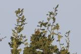 Corn Bunting