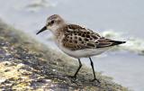 Little Stint