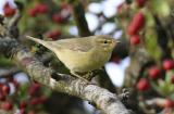 Willow Warbler