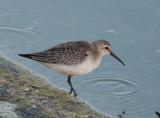 Curlew Sandpiper