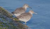 Red Knot